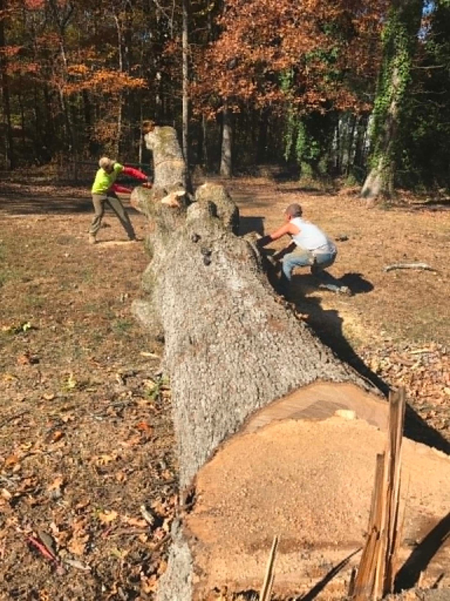C&C Tree Service crew cutting a large felled hardwood into sections in a customer's yard